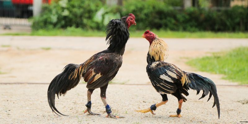 Vài thông tin về đá gà trực tiếp Thomo